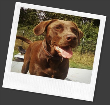 Honey... the gorgeous, loving and playful Chocolate Labrador and Adventure DOG!